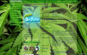 Nature_Plants_Hemp_cannab