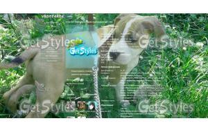 Амстафф тема для контакта