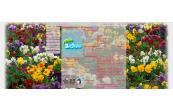 Pattern_in_Pansy_Flowers