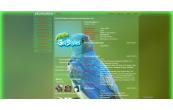 Blue bird
