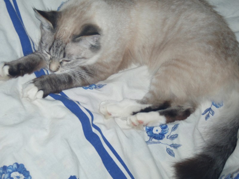 114101_2011_02_08 тема для контакта