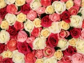 Anutale_2011_01_30