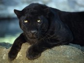 BlackCat474_2011_01_27