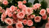 Da6ustiK_2011_02_11