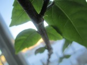 Daxaxa_2011_01_04