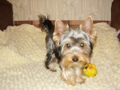 HACTEHA-1_2010_12_31
