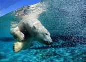 Helentender_2011_01_06