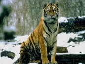 MDV81_2011_01_15