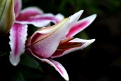 ProstoOna_2011_02_08