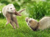 RedSS_2011_01_21