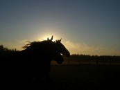 Rora1993_2011_02_01