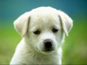 dashadasha_1_2011_01_17