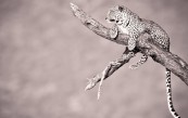 gangee37_2011_01_17