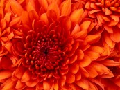iserg_2011_01_21