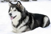 mksim_2011_02_01