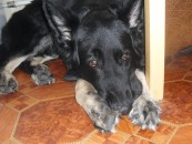 samlovesasha_2011_01_26