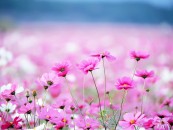 samsung_2011_02_08