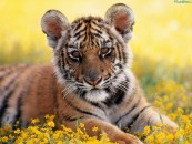 tinaxmao_2011_02_13