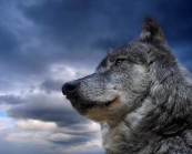 VoLK