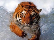 ytsok139_2011_01_11